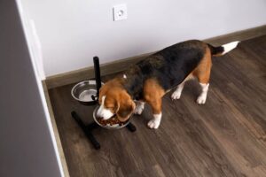 alimentos que diminuem a queda de pelo de cachorro