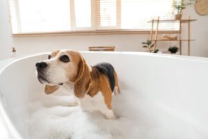 banho de cachorro