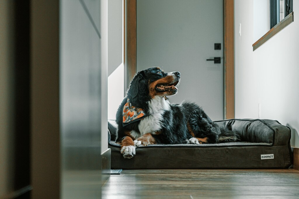brincadeiras para cachorro em apartamento
