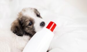 como escolher o shampoo ideal para cachorro