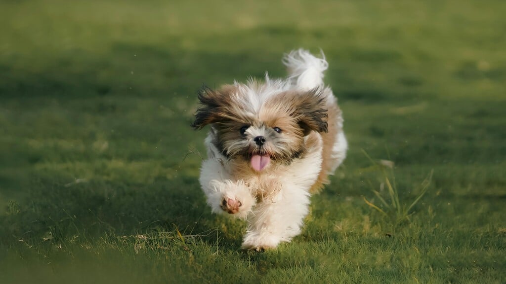 como escovar o dente do cachorro: passo a passo