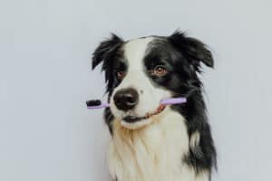 como escovar o dente do cachorro