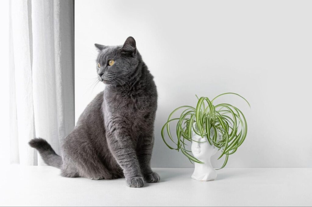 plantas toxicas para gatos
