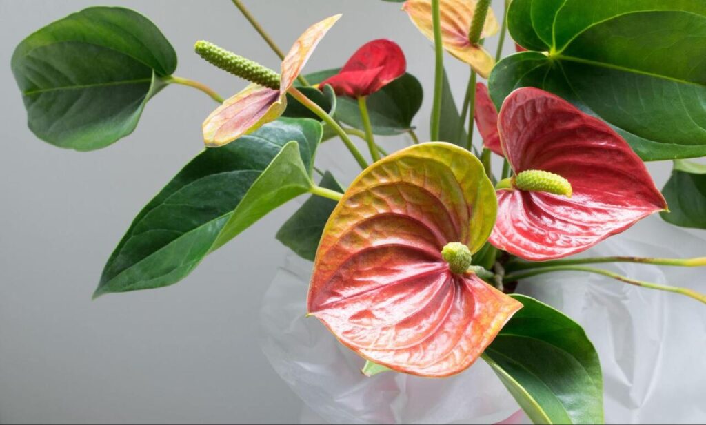 plantas toxicas para gatos: antúrio