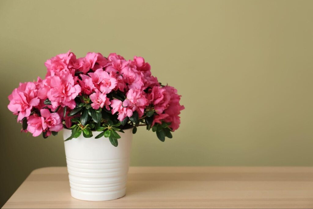 plantas toxicas para gatos: azaleia