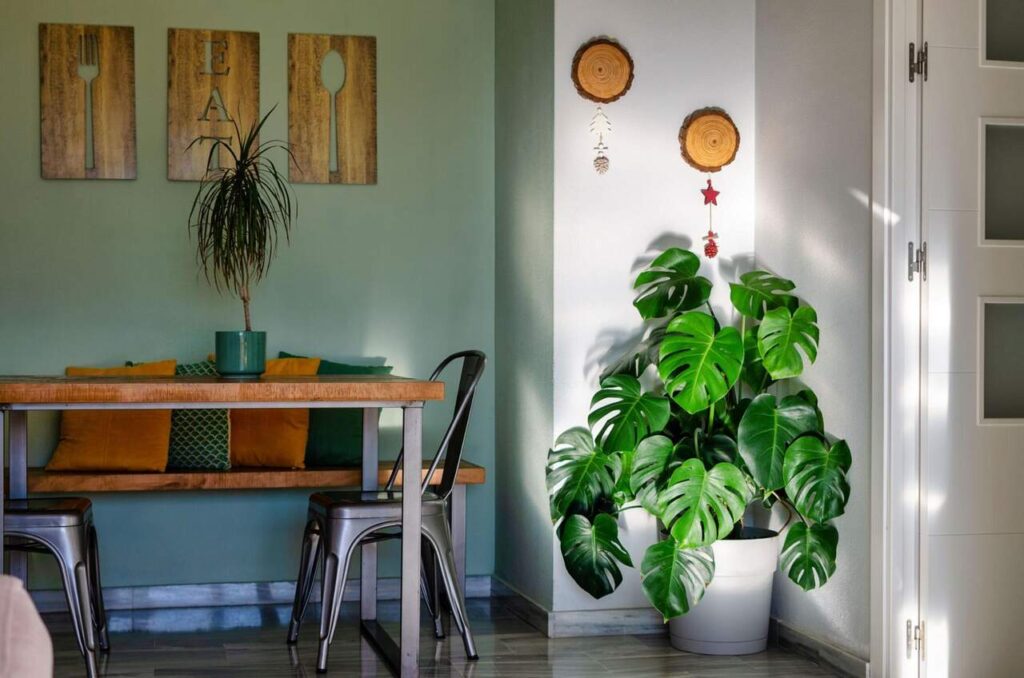 plantas toxicas para gatos: costela-de-adao