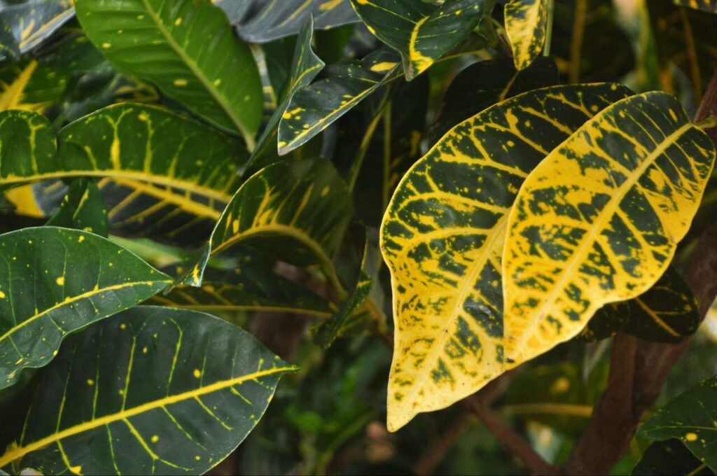 plantas toxicas para gatos: cróton