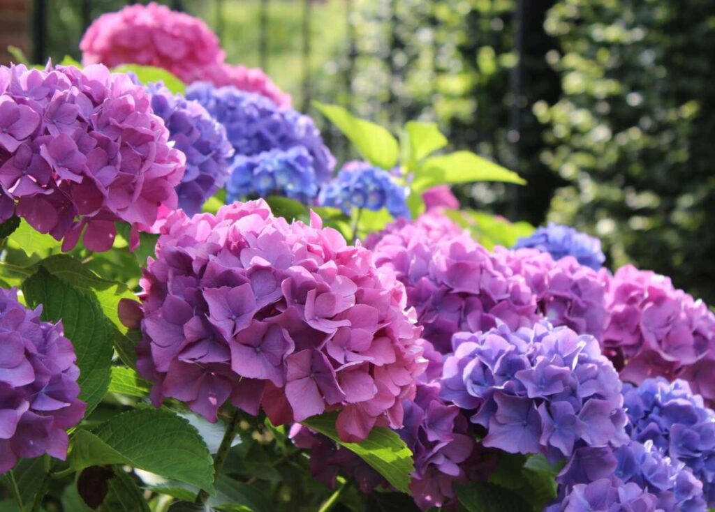 plantas toxicas para gatos: hortênsia
