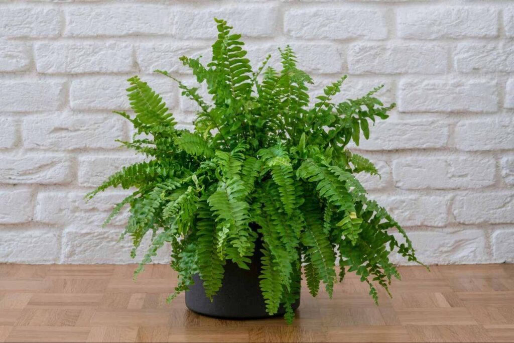 plantas toxicas para gatos: samambaia