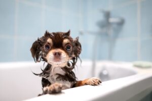 pode dar banho em cachorro com shampoo de gente