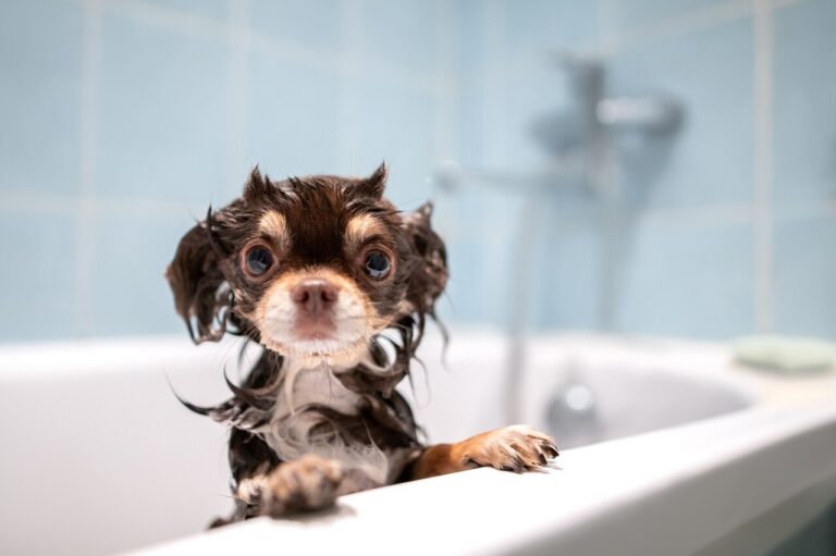 pode dar banho em cachorro com shampoo de gente
