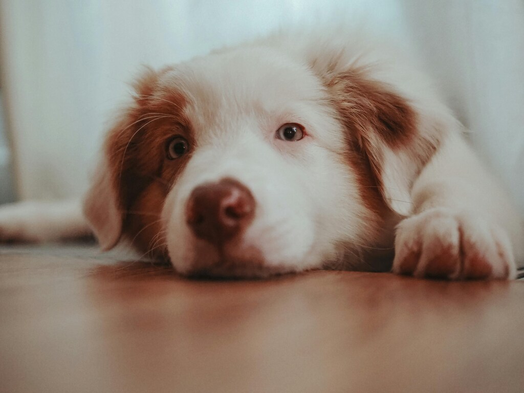 brinquedo que os cachorros mais gostam