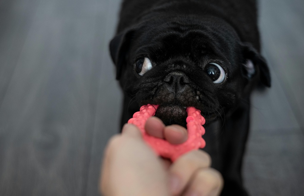 melhor brinquedo para cachorro hiperativo