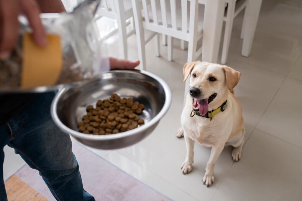 owner serving food bowl their pet dog 2