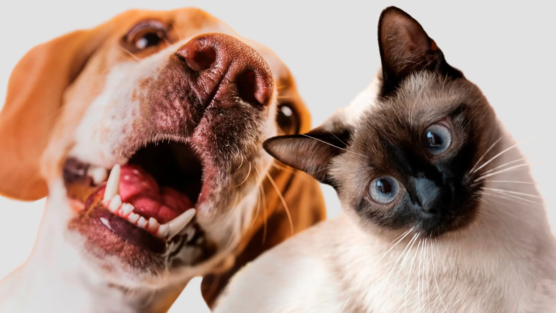 pet ifood