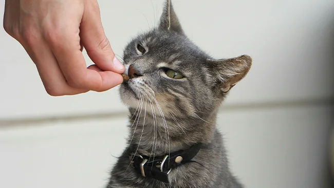 ração e petiscos para pet