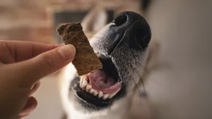 ração e petiscos para pet